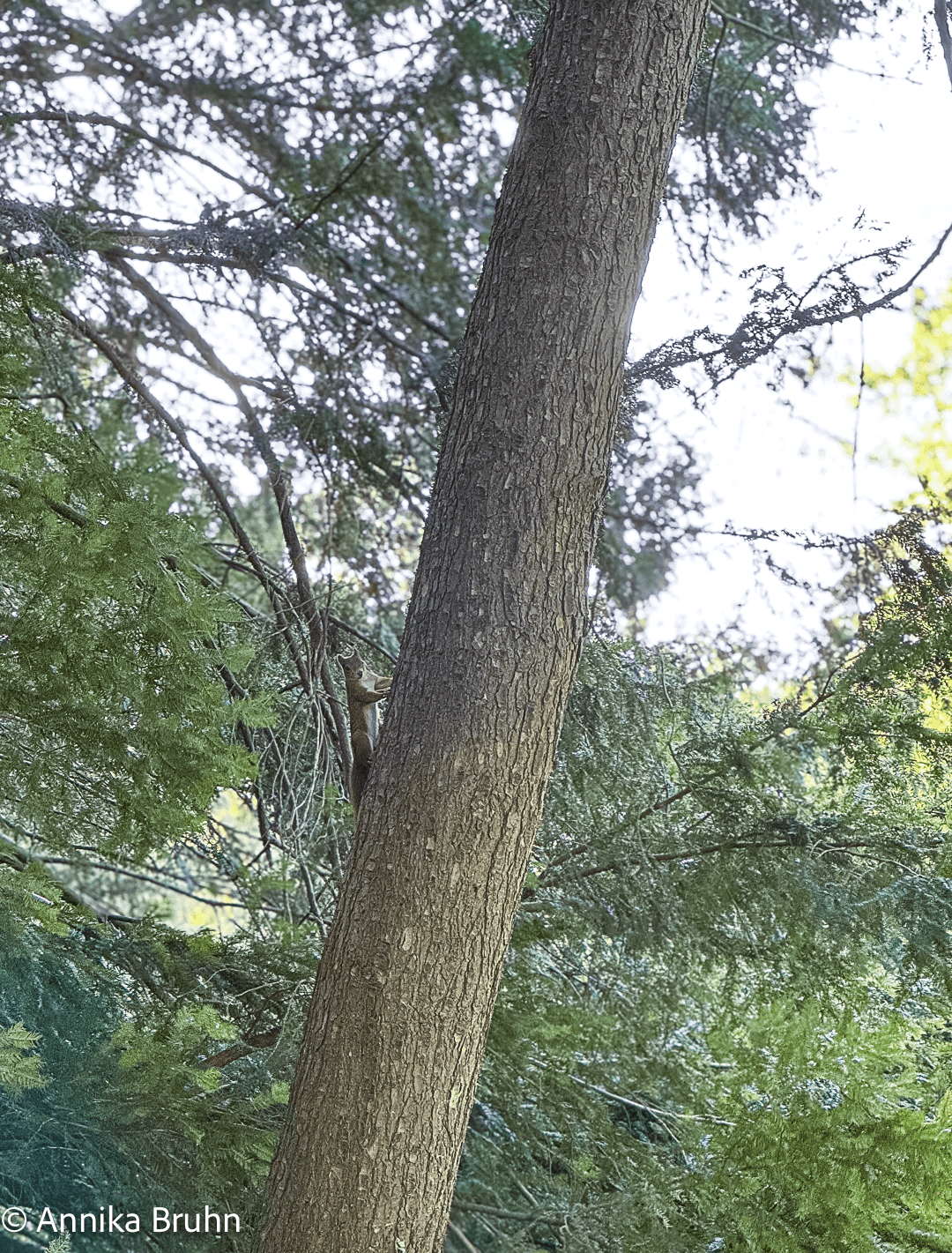 Hi du Eichhörnchen